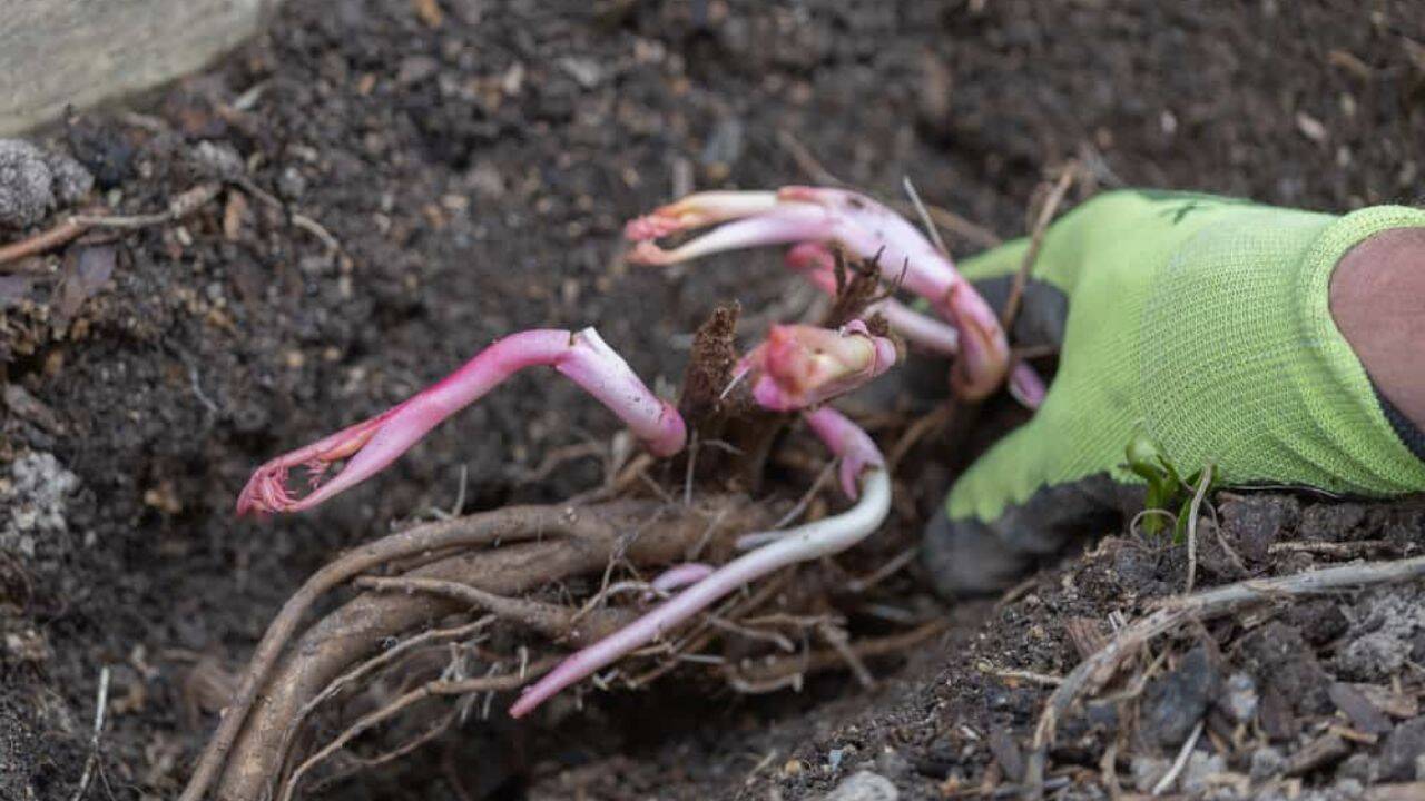 Plantare bujori. Când și cum se plantează bujorii